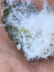 Prociphilus tessellatus