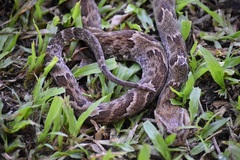 Xenodon rabdocephalus