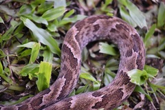 Xenodon rabdocephalus