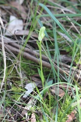Pterostylis alpina