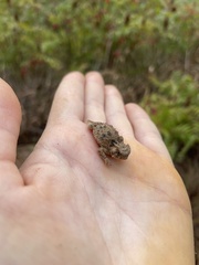 Phrynosoma cornutum