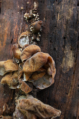 Auricularia polytricha