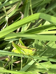 Mecostethus parapleurus