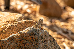 Sceloporus occidentalis
