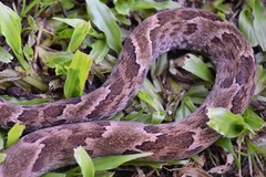 Xenodon rabdocephalus
