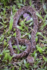 Xenodon rabdocephalus