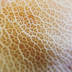 Boletinellus merulioides