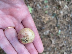 Amphibolips quercusjuglans