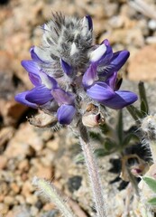 Lupinus breweri