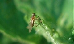 Lonchoptera bifurcata