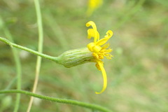 Senecio spartioides
