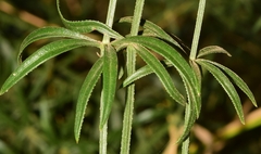 Galium aparine