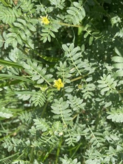 Tribulus terrestris