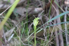 Pterostylis alpina