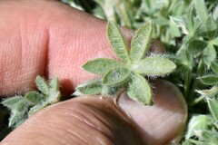 Lupinus breweri