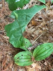 Cypripedium acaule