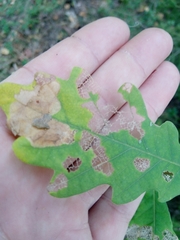 Tischeria ekebladella