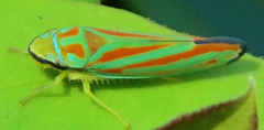 Graphocephala
