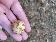 Amphibolips quercusjuglans