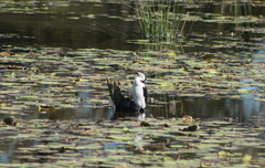 Microcarbo melanoleucos