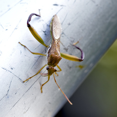 Hyalymenus subinermis