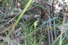 Pterostylis alpina