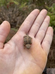 Phrynosoma cornutum