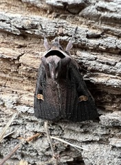 Adelphagrotis indeterminata