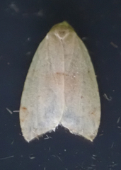 Coelostathma discopunctana