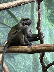 Allenopithecus nigroviridis