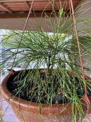 Psilotum nudum