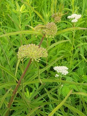 Asclepias hirtella