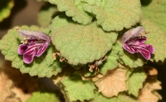 Pseudodictamnus hirsutus