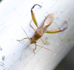 Hyalymenus subinermis