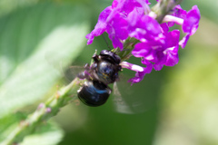 Xylocopa micans