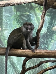 Allenopithecus nigroviridis