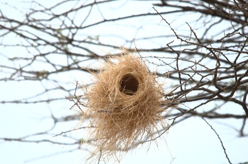 White-browed Sparrow-Weaver