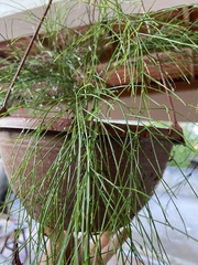Psilotum nudum