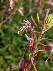 Oenothera gaura