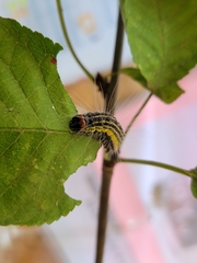 Acronicta radcliffei