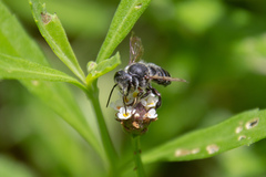 Megachile mendica