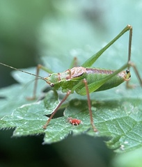 Leptophyes punctatissima