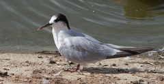 Sterninae
