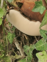 Ganoderma resinaceum
