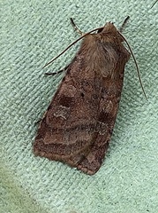 Diarsia rubi