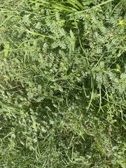 Tribulus terrestris