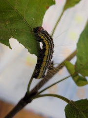 Acronicta radcliffei