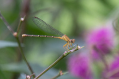 Argia apicalis
