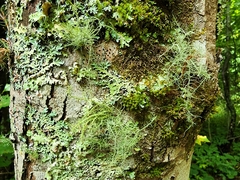 Usnea hirta