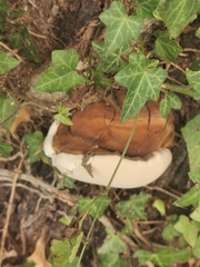 Ganoderma resinaceum